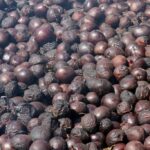 Święto śliwki w Szydłowie / Robert Felczak / Radio Kielce