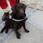 22.9.2013. Światowy Dzień Bez Samochodu. Czoko, suczka szkolona na psa ratowniczego. / Wojciech Habdas / Radio Kielce