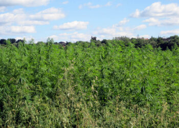 Kurozwęki. Labirynt w konopiach / Stanisław Blinstrub / Radio Kielce