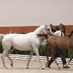 Specjalny pokaz koni z okazji 60-lecia stadniny w Michałowie / Kamil Król / Radio Kielce