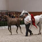 Specjalny pokaz koni z okazji 60-lecia stadniny w Michałowie / Kamil Król / Radio Kielce