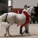 Specjalny pokaz koni z okazji 60-lecia stadniny w Michałowie / Kamil Król / Radio Kielce