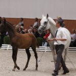Specjalny pokaz koni z okazji 60-lecia stadniny w Michałowie / Kamil Król / Radio Kielce