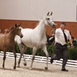 Specjalny pokaz koni z okazji 60-lecia stadniny w Michałowie / Kamil Król / Radio Kielce