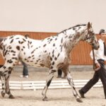 Specjalny pokaz koni z okazji 60-lecia stadniny w Michałowie / Kamil Król / Radio Kielce