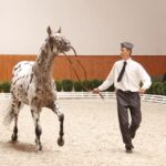 Specjalny pokaz koni z okazji 60-lecia stadniny w Michałowie / Kamil Król / Radio Kielce