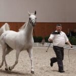 Specjalny pokaz koni z okazji 60-lecia stadniny w Michałowie / Kamil Król / Radio Kielce