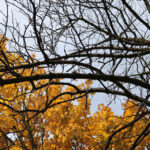 Jesień w Kielcach. Osiedle Sady. / Wojciech Habdas / Radio Kielce