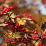 Jesień w Kielcach. Bocianek. / Wojciech Habdas / Radio Kielce