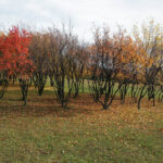 Jesień w Kielcach. Bocianek. / Wojciech Habdas / Radio Kielce