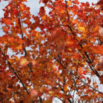 Jesień w Kielcach. Bocianek. / Wojciech Habdas / Radio Kielce