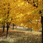 Jesień w Kielcach. Bocianek. / Wojciech Habdas / Radio Kielce