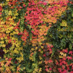 Jesień w Kielcach / Wojciech Habdas / Radio Kielce