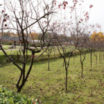 Jesień w Kielcach. Ogród Włoski przy Pałacu Biskupów Krakowskich. / Wojciech Habdas / Radio Kielce