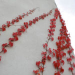 Jesień w Kielcach. Ul. Zamkowa. / Wojciech Habdas / Radio Kielce