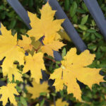 Jesień w Kielcach / Wojciech Habdas / Radio Kielce