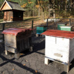 Piknik Pszczelarski w Parku Etnograficznym w Tokarni / Wojciech Habdas / Radio Kielce