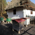 Piknik Pszczelarski w Parku Etnograficznym w Tokarni / Wojciech Habdas / Radio Kielce