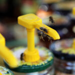 Piknik Pszczelarski w Parku Etnograficznym w Tokarni / Wojciech Habdas / Radio Kielce