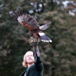 Hubertus Świętokrzyski w Tokarni. Pokaz sokolniczy. / Wojciech Habdas / Radio Kielce