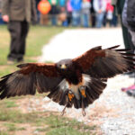 Hubertus Świętokrzyski w Tokarni. Pokaz sokolniczy. / Krzysztof Żołądek / Radio Kielce