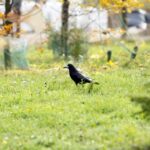 Ogród Botaniczny Geoparku Kielce / Stanisław Blinstrub / Radio Kielce