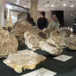 Ogólnopolska giełda minerałów i skamieniałości. / Robert Felczak / Radio Kielce