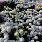 1.11.2013 Wszystkich Świętych.  Przed cmentarzami można kupić znicze i kwiaty. / Wojciech Habdas / Radio Kielce