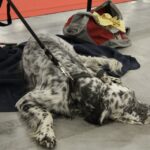 7. Międzynarodowa Wystawa Psów Rasowych / Kamil Król / Radio Kielce