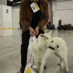 7. Międzynarodowa Wystawa Psów Rasowych / Kamil Król / Radio Kielce