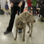 7. Międzynarodowa Wystawa Psów Rasowych / Kamil Król / Radio Kielce