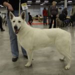 7. Międzynarodowa Wystawa Psów Rasowych / Kamil Król / Radio Kielce