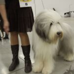 7. Międzynarodowa Wystawa Psów Rasowych / Kamil Król / Radio Kielce