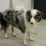 7. Międzynarodowa Wystawa Psów Rasowych / Kamil Król / Radio Kielce