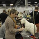 7. Międzynarodowa Wystawa Psów Rasowych / Kamil Król / Radio Kielce