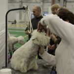 7. Międzynarodowa Wystawa Psów Rasowych / Kamil Król / Radio Kielce