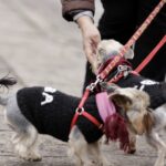 Mieszkańcy ul. św. Stanisława Kostki ubrali drzewa w szaliki. / Stanisław Blinstrub / Radio Kielce