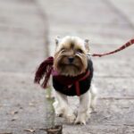 Mieszkańcy ul. św. Stanisława Kostki ubrali drzewa w szaliki. / Stanisław Blinstrub / Radio Kielce