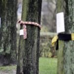 Mieszkańcy ul. św. Stanisława Kostki ubrali drzewa w szaliki. / Stanisław Blinstrub / Radio Kielce