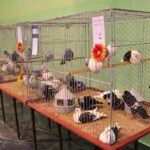 Wystawa gołębi w Sandomierzu / Grażyna Szlęzak-Wójcik / Radio Kielce