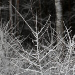 Rozpoczęto naśnieżanie kieleckich stoków narciarskich.Telegraf. / Piotr Michalski / Radio Kielce