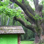 Dąb Bartek / Kamil Król / Radio Kielce