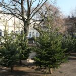 Choinki / Kamil Król / Radio Kielce