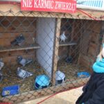 Żywa szopka przy parafii świętego Franciszka / Kamil Król / Radio Kielce