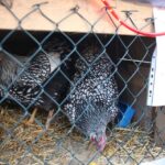 Żywa szopka przy parafii świętego Franciszka z Asyżu w Kielcach / Kamil Król / Radio Kielce