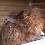 Żywa szopka przy parafii świętego Franciszka z Asyżu w Kielcach / Kamil Król / Radio Kielce