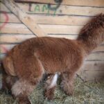 Żywa szopka przy parafii świętego Franciszka z Asyżu w Kielcach / Kamil Król / Radio Kielce