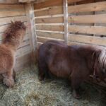 Żywa szopka przy parafii świętego Franciszka z Asyżu w Kielcach / Kamil Król / Radio Kielce