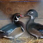 Żywa szopka przy parafii świętego Franciszka / Kamil Król / Radio Kielce