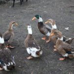 Żywa szopka w Chęcinach / Kamil Król / Radio Kielce